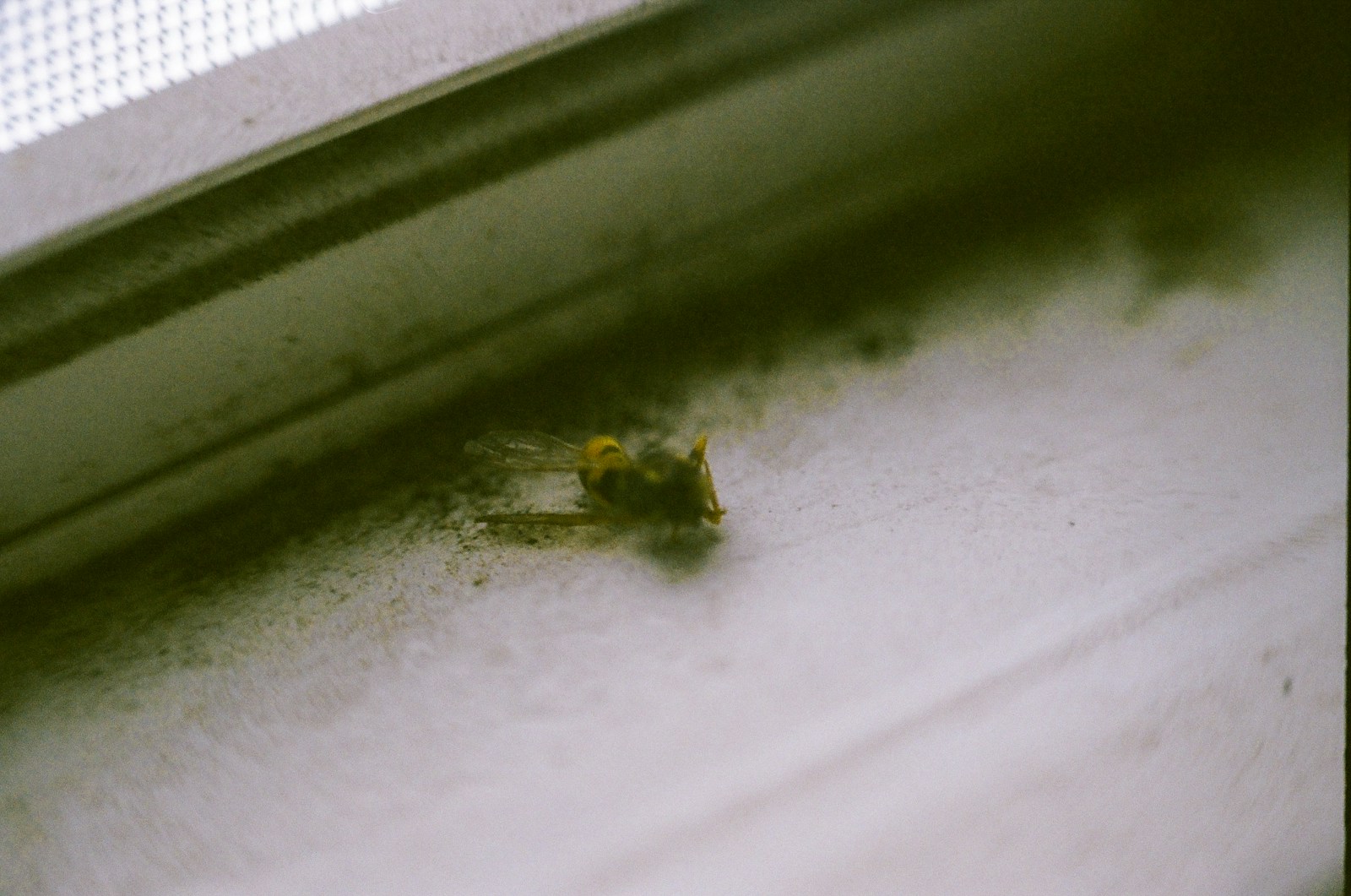 Does Renters Insurance Cover Mold, Bed Bugs or Other Household Hazards?